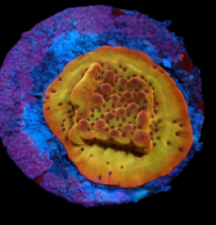 Montipora danae (Flaming Phoenix) (DJM frag) pb 421