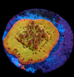 Montipora danae (Flaming Phoenix) (DJM frag) pb 508