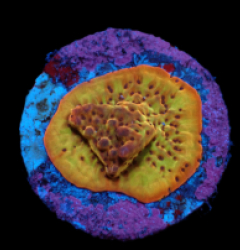 Montipora danae (Flaming Phoenix) (DJM frag) pb 612
