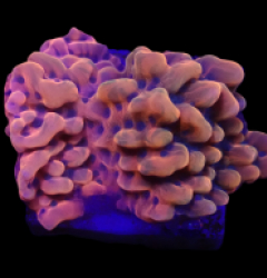 Montipora danae (JF Altered Ego) (frag)