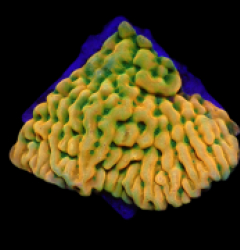 Montipora danae (JF Beach Bum) (frag)