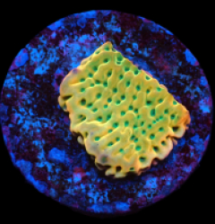 Montipora danae (JF Beach Bum) (frag) pb 032