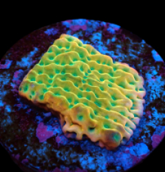 Montipora danae (JF Beach Bum) (frag) pb 409