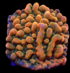 Montipora danae (JF Brain Freeze) (frag)