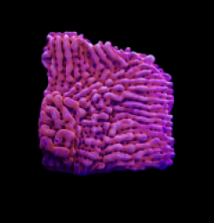 Montipora danae (JF Mean Streak) (frag)