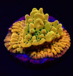 Montipora danae (Ultra) (frag)