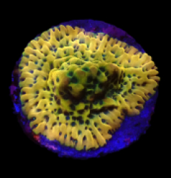 Montipora danae (Ultra) (frag) o 041