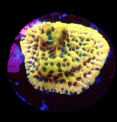 Montipora danae (Ultra) (frag) o 313