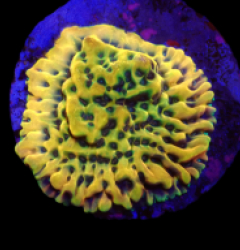 Montipora danae (Ultra) (frag) o 366