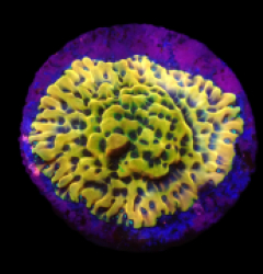 Montipora danae (Ultra) (frag) o 514