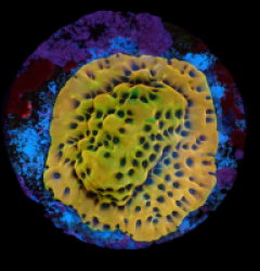 Montipora danae (Ultra) (frag) pb 152