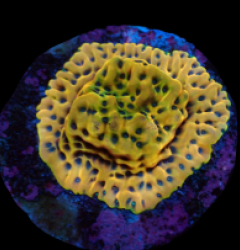 Montipora danae (Ultra) (frag) pb 161