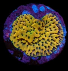 Montipora danae (Ultra) (frag) pb 408