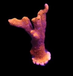 Montipora digitata (Red) (DJM frag) o 017