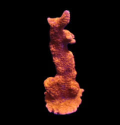 Montipora digitata (Red) (DJM frag) o 260