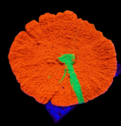 Montipora foliosa (Grafted) (L) o 027