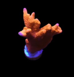 Montipora sp. (Branched) (Orange-Red) (frag) o 207