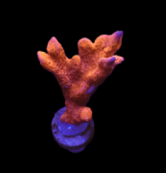 Montipora sp. (Branched) (Orange-Red) (frag) o 287