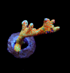 Montipora spp. (Branched) (Forest Fire) (frag)