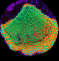 Montipora sp. (Fruity Pebbles) (DJM frag) o 095