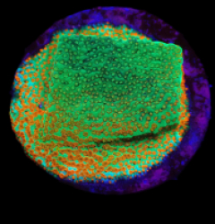 Montipora sp. (Fruity Pebbles) (DJM frag) o 248