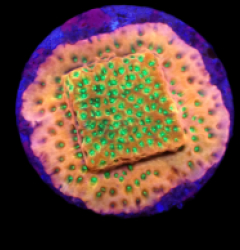 Montipora sp, (Phoenix Evolution) (DJM frag) o 091