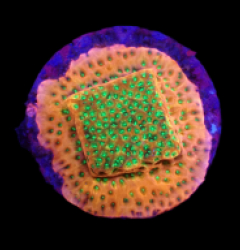 Montipora sp, (Phoenix Evolution) (DJM frag) o 523