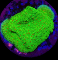 Montipora sp, (Raspberry Lemonade) (DJM Grown) o 660