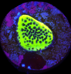 Montipora sp, (Snake Venom) (DJM frag) o 043