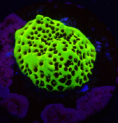Montipora sp. (Snake Venom) (DJM frag) o 056