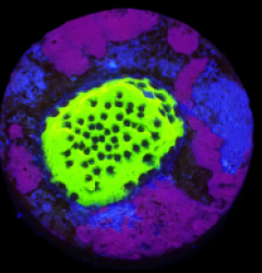 Montipora sp, (Snake Venom) (DJM frag) o 242
