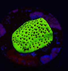 Montipora sp. (Snake Venom) (DJM frag) o 244