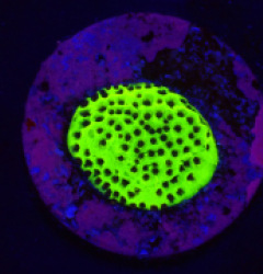 Montipora sp. (Snake Venom) (DJM frag) o 337