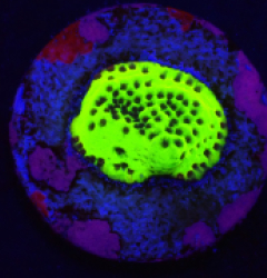 Montipora sp. (Snake Venom) (DJM frag) pb 174