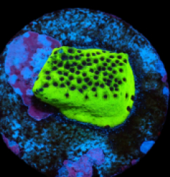 Montipora sp. (Snake Venom) (DJM frag) pb 242
