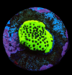 Montipora sp. (Snake Venom) (DJM frag) pb 629