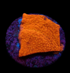 Montipora sp. (Sunburst) (DJM frag) pb 031