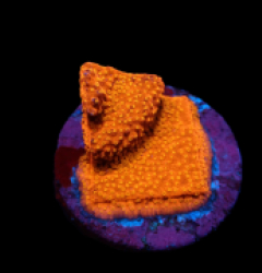 Montipora sp. (Sunburst) (DJM frag) pb 102