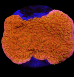Montipora spp. (Sunburst) (frag)