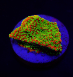 Montipora spp. (Sunset) (frag)