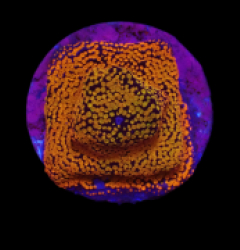 Montipora sp. (Superman) (DJM frag) o 123