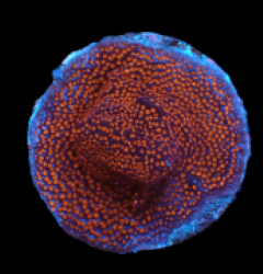 Montipora sp. (Superman) (DJM frag) pb 081