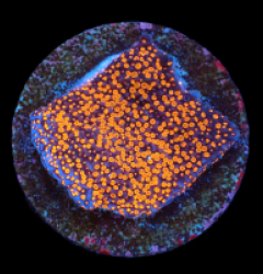 Montipora sp. (Superman) (DJM frag) pb 178
