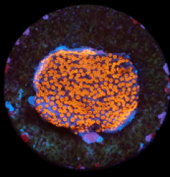 Montipora sp. (Superman) (DJM frag) pb 197
