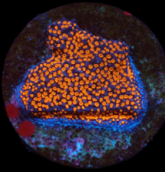 Montipora sp. (Superman) (DJM frag) pb 313