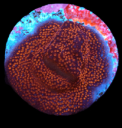 Montipora sp. (Superman) (DJM frag) pb 619