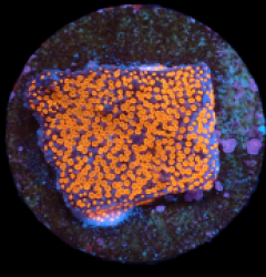 Montipora sp. (Superman) (DJM frag) pb 639