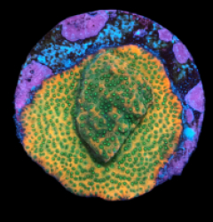 Montipora sp. (Tonga) (Ultra) (DJM Grown) pb 132