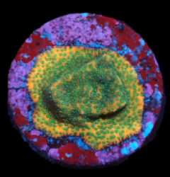 Montipora sp. (Tonga) (Ultra) (DJM Grown) pb 169