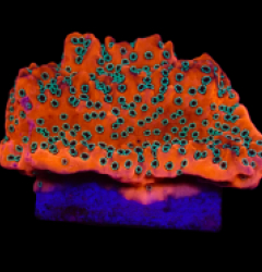 Montipora spp. (WWC Dragon Fruit) (frag)